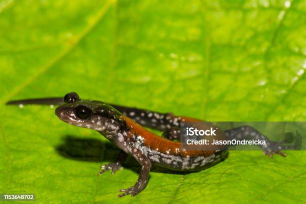 Yonahlossee Salamander Stock Photo - Download Image Now - Salamander, Agricultural Field, Amphibian