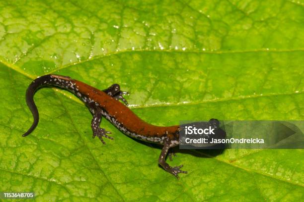Yonahlossee Salamander Stock Photo - Download Image Now - Agricultural Field, Amphibian, Animal