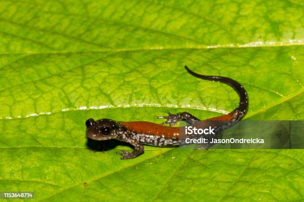 Photo libre de droit de Salamandre De Yonahlossee banque d'images et plus d'images libres de droit de Amphibien - Amphibien, Beauté, Biodiversité