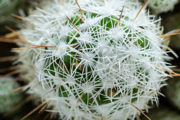 Top view close up round beautiful green cactus with white needles. Green nature desert exotic plant still life concept.