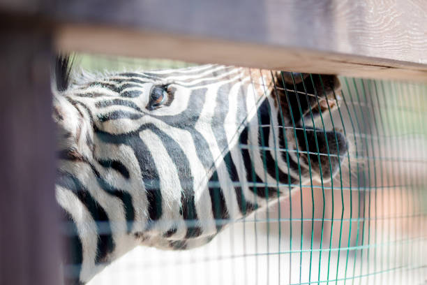 istock Poor zebra in the zoo over the fence 1153650165