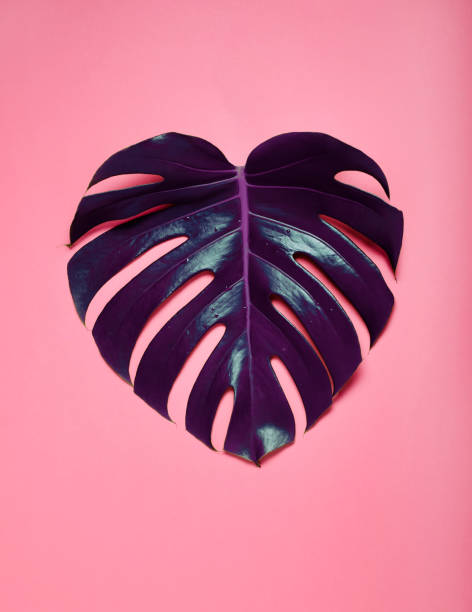 istock Dark purple leaf monstera on pink background. 1153651031