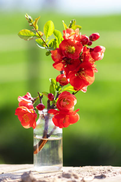 Summer garden with quince bouquet. Germany