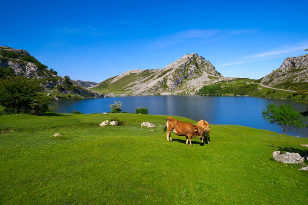 lago picos de europa enol nelle asturie spagna - cantabria picos de europe mountains panoramic asturias foto e immagini stock