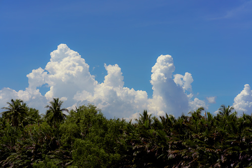 Big white cloud in the blue sky and the green tropical forest full of coconut tree