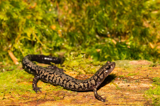 istock Weller's Salamander (Plethodon welleri) 1153654150
