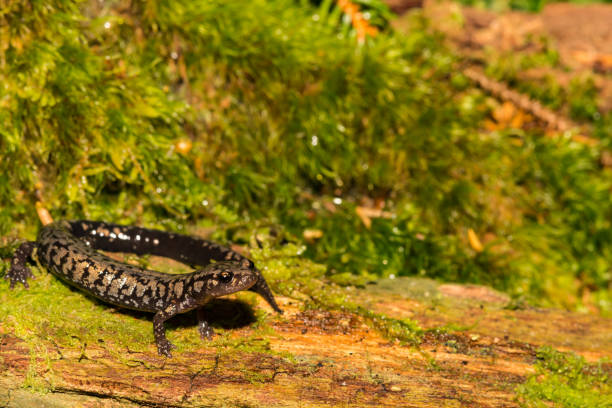 istock Weller's Salamander (Plethodon welleri) 1153654153