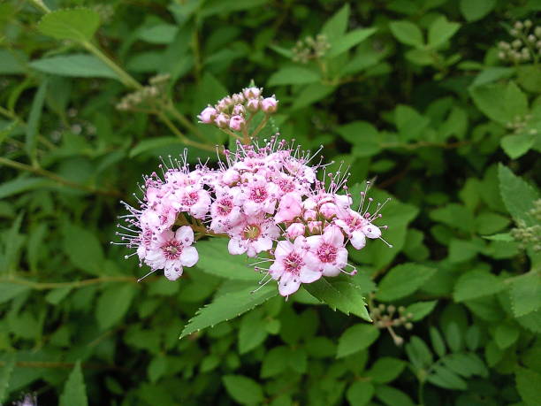 istock Summer blossom colors, Photography 1153654539