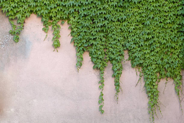 wall with boston ivy wall partially covered with japanese creeper Boston Ivy stock pictures, royalty-free photos & images