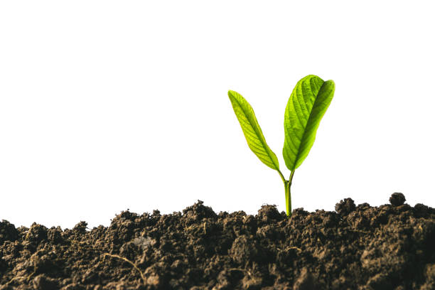 istock young plants growing  from seed step up  in nature with The fertile soil on isolate background. 1153656129