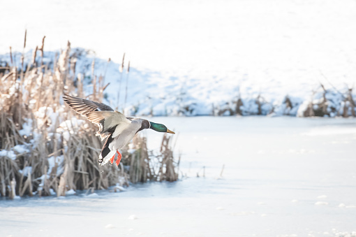 male duck coming in to land on a frozen lake