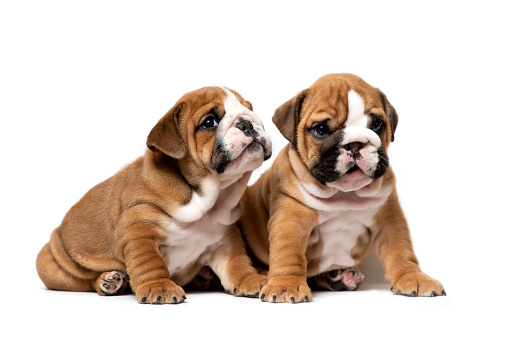 Two cute English bulldog puppies sitting next, isolated on a white background