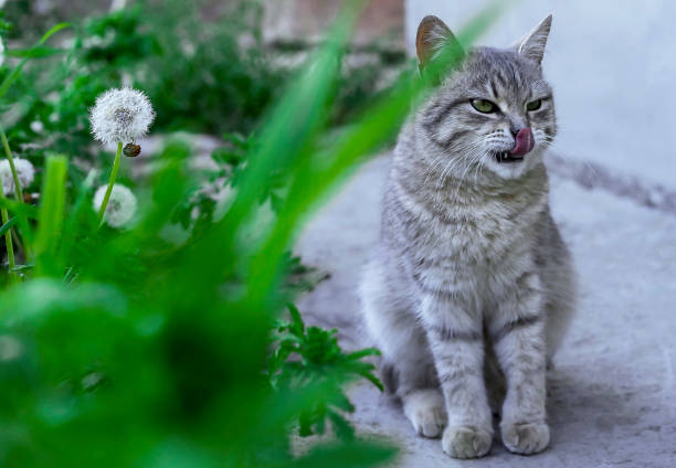istock Gray tabby cat on a background of nature. 1153659707