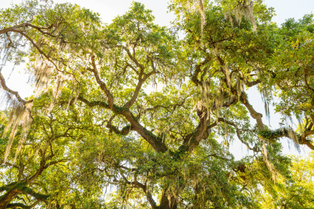 najstarszy południowy dąb żywy w parku audubon w nowym orleanie z wiszącym hiszpańskim mchem w garden district tree of life patrzący pod niskim kątem - spring oak tree leaf oak leaf zdjęcia i obrazy z banku zdjęć