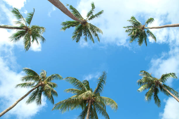 istock Coconut trees with blue sky in summer season on the beach 1153661690