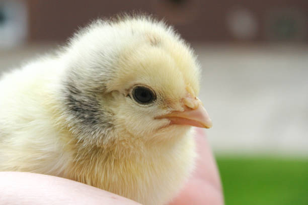 istock close up yellow baby chock 1153662809