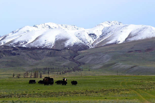 istock Grazing bulls on a mountain valley. 1153663648