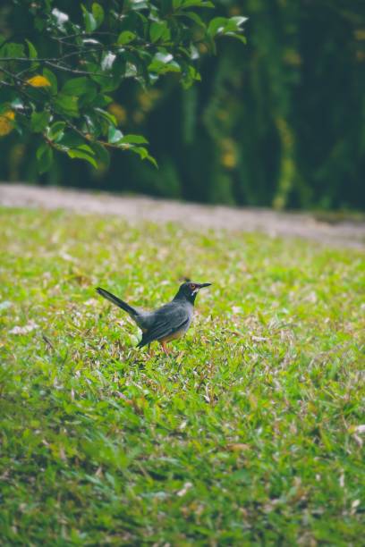 Image of a small orange eyed bird walking in grass