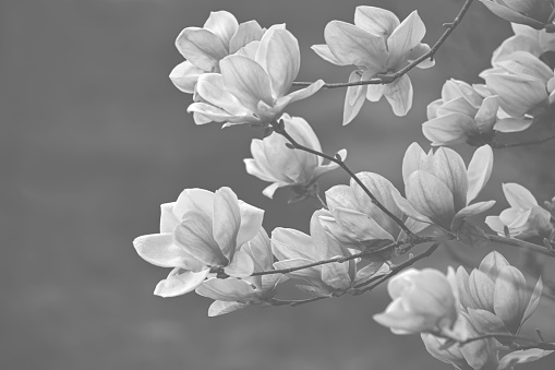 Beautiful magnolia tree with blooming flowers in black amd white