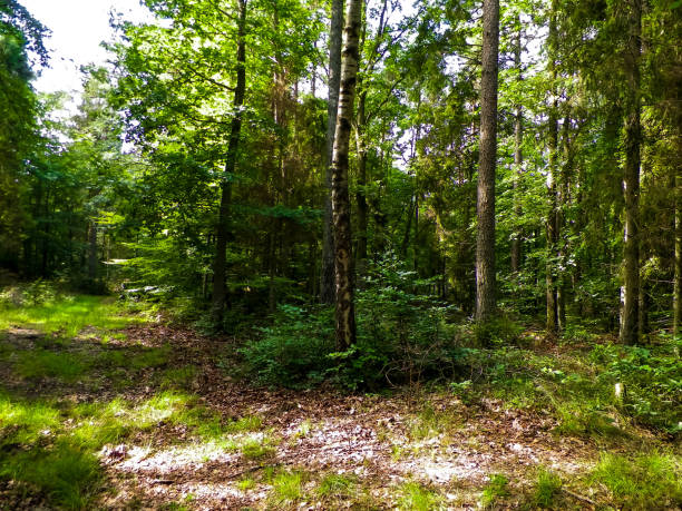 istock Green forest in sunny day. 1153666014