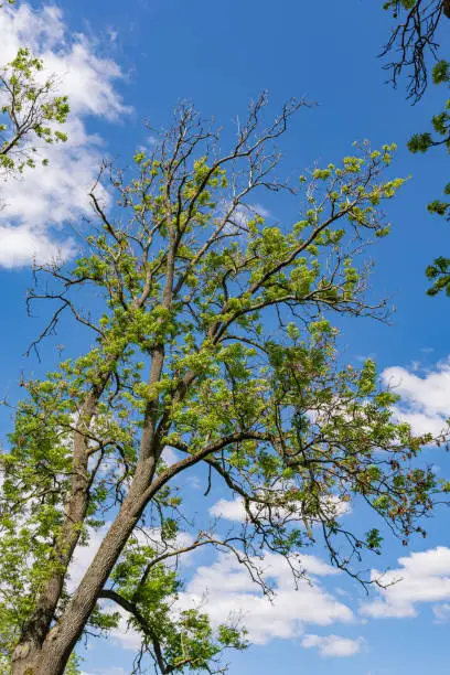 Tree branches with fresh green spring leaves against a sunny blue sky with fluffy white clouds conceptual of the seasons