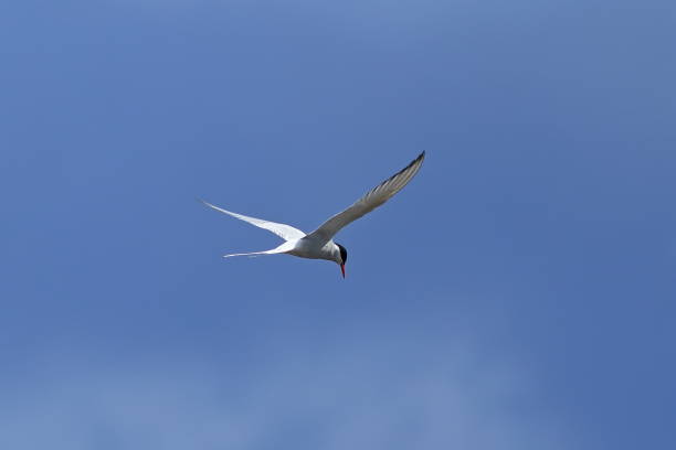 istock Sterna paradisaea. Arctic Tern in flight against the blue sky 1153667446