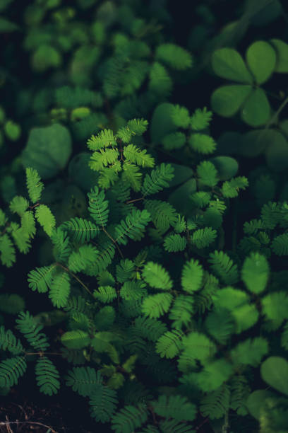 istock Leaf detail Dark leaves Leaf pattern In nature 1153668129