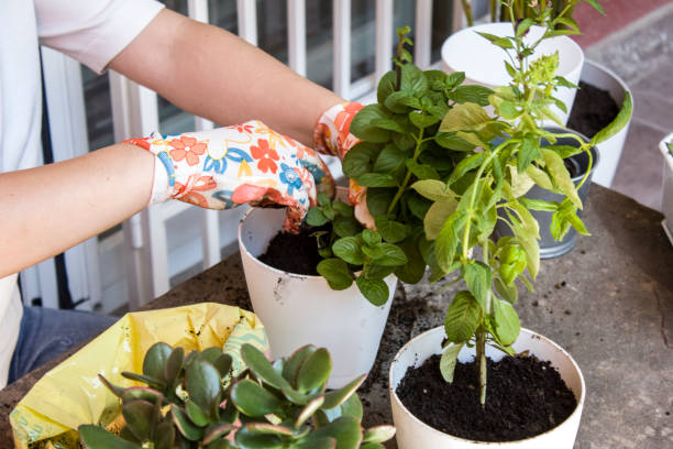 istock Little Spicy Garden 1153668203