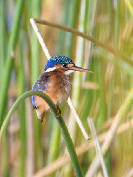 istock malachite kingfisher (Corythornis cristatus) perched on a branch 1153669190