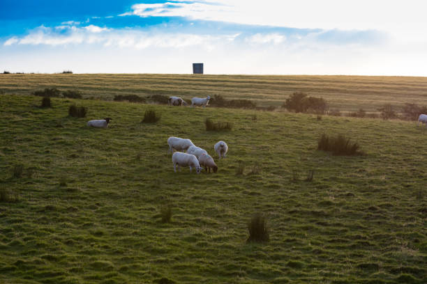 Sheep in meadow in Northern Ireland