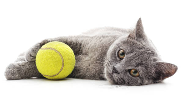 istock Cat with a tennis ball. 1153672393