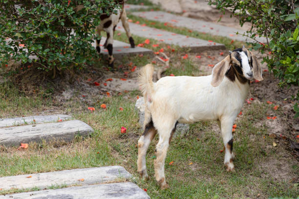 Picture of Baby Female Boer Goat standing on the lawn. \