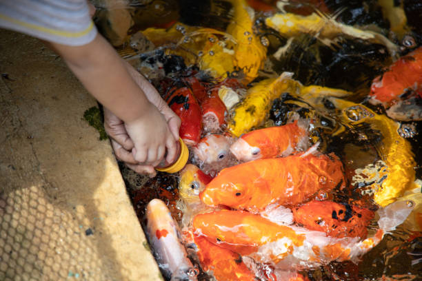 istock Koi fish Scramble for food. 1153672564