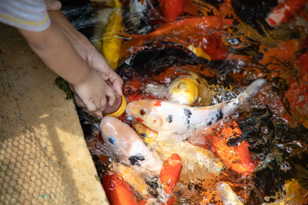 istock Koi fish Scramble for food. 1153672599