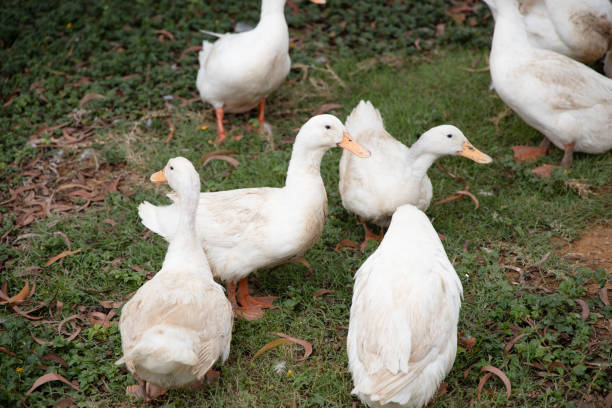istock A flock of Pekin or White Pekin ducks. 1153672628
