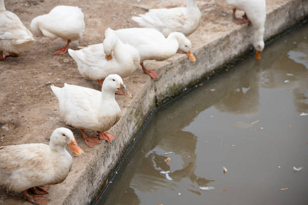 A flock of Pekin or White Pekin ducks are standing along the canal. The water in the canal doesn't look clean.