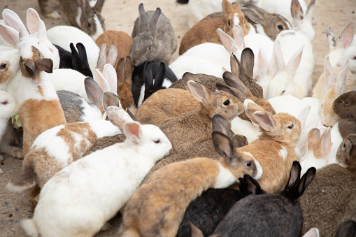 A flock of multicolored multi-sized rabbits that are swarm feed.