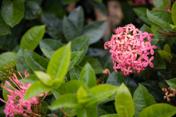 istock Pink flower Ixora coccinea or Bunga Soka. 1153672660