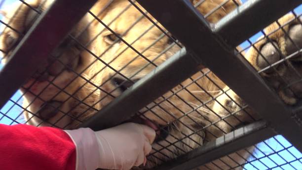 istock Feeding a tiger at a safari park in Chile 1153672958