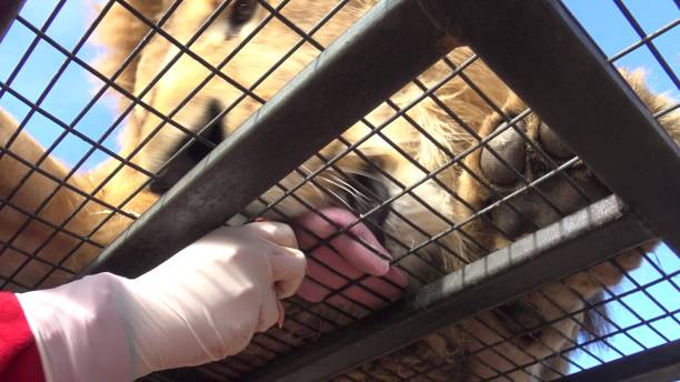 istock Feeding a tiger at a safari park in Chile 1153672990