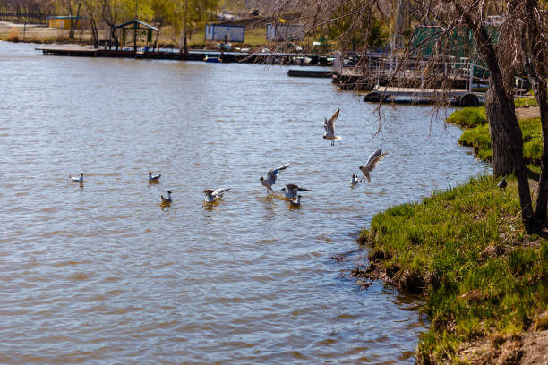 istock large white seagulls swim in the city river 1153673182