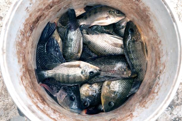 istock Trichogaster pectoralis fish in the plastic tank. 1153673264