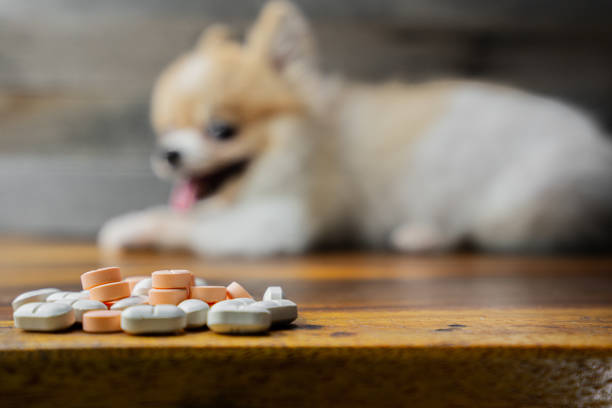 veterinary medicine, pet, animals, health care concept - focus on yellow pills, tablets with blur Pomeranian dog sitting on white background, isolate. stock photo