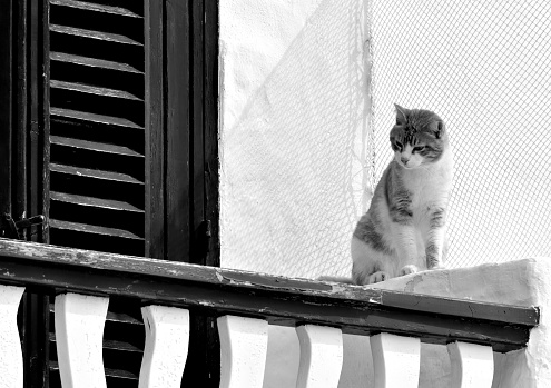 Scene of domestic cat climbing on the railing of a balcony in a Menorcan fishing village
