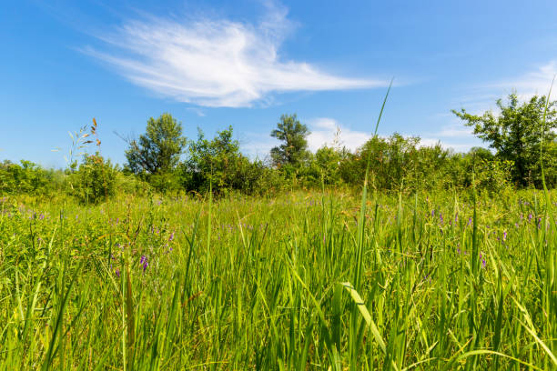 istock green meadow in summer day 1153674540