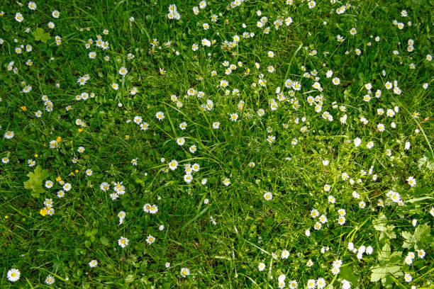 istock daisy flowers in a lush grass 1153674567