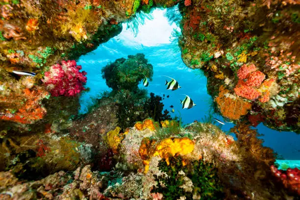 Photo of Moorish Ideols Zanclus cornutus in Blue Window with Colorful Frame, Raja Ampat, Indonesia