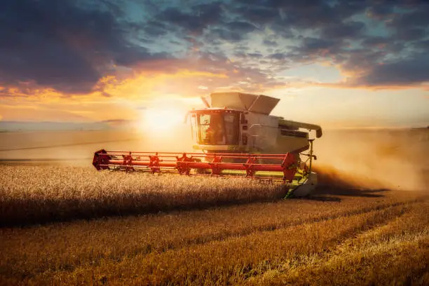 Combine harvester at gold light in agriculture fields with wheat.