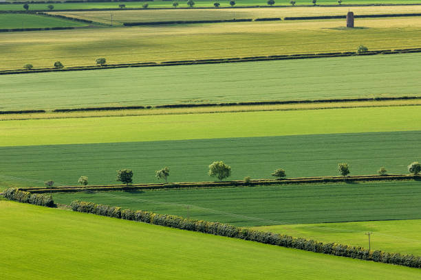 トップノースバーウィックの法律から小麦と大麦で素晴らしい緑のスコットランドのフィールド.ノース・ベリック東ロージアンスコットランド、イギリス。航空写真。ソフトフォーカス - barley wheat grass green ストックフォトと画像