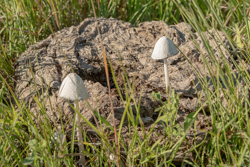Mushrooms Grow From Buffalo Chip in prairie field